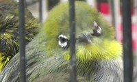 Polisi Gagalkan Penyelundupan Ratusan Ekor Burung