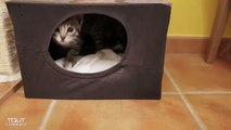 Fabriquer une maison pour chat en carton-SyRSqJZFuEg