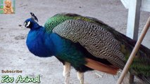 Peacock multicolor on farm animals - Farm animal video for kids