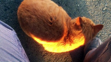 照井浩也の激カワ猫ちゃん大特集 (1)