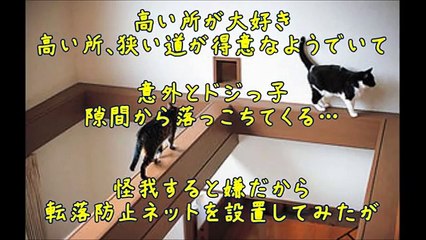 照井浩也の激カワ猫ちゃん大特集 (2)