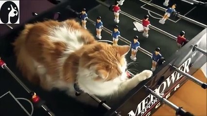 照井浩也の激カワ猫ちゃん大特集 (5)
