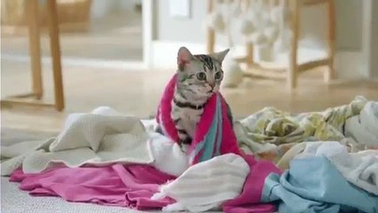 照井浩也の激カワ猫ちゃん大特集 (7)