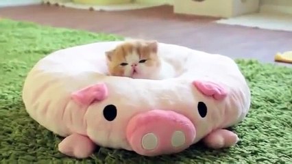 照井浩也の激カワ猫ちゃん大特集 (9)