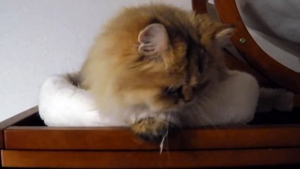 照井浩也の激カワ猫ちゃん大特集 (10)