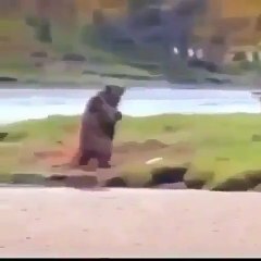 Funny Video #2 A Man Fights With A Bear
