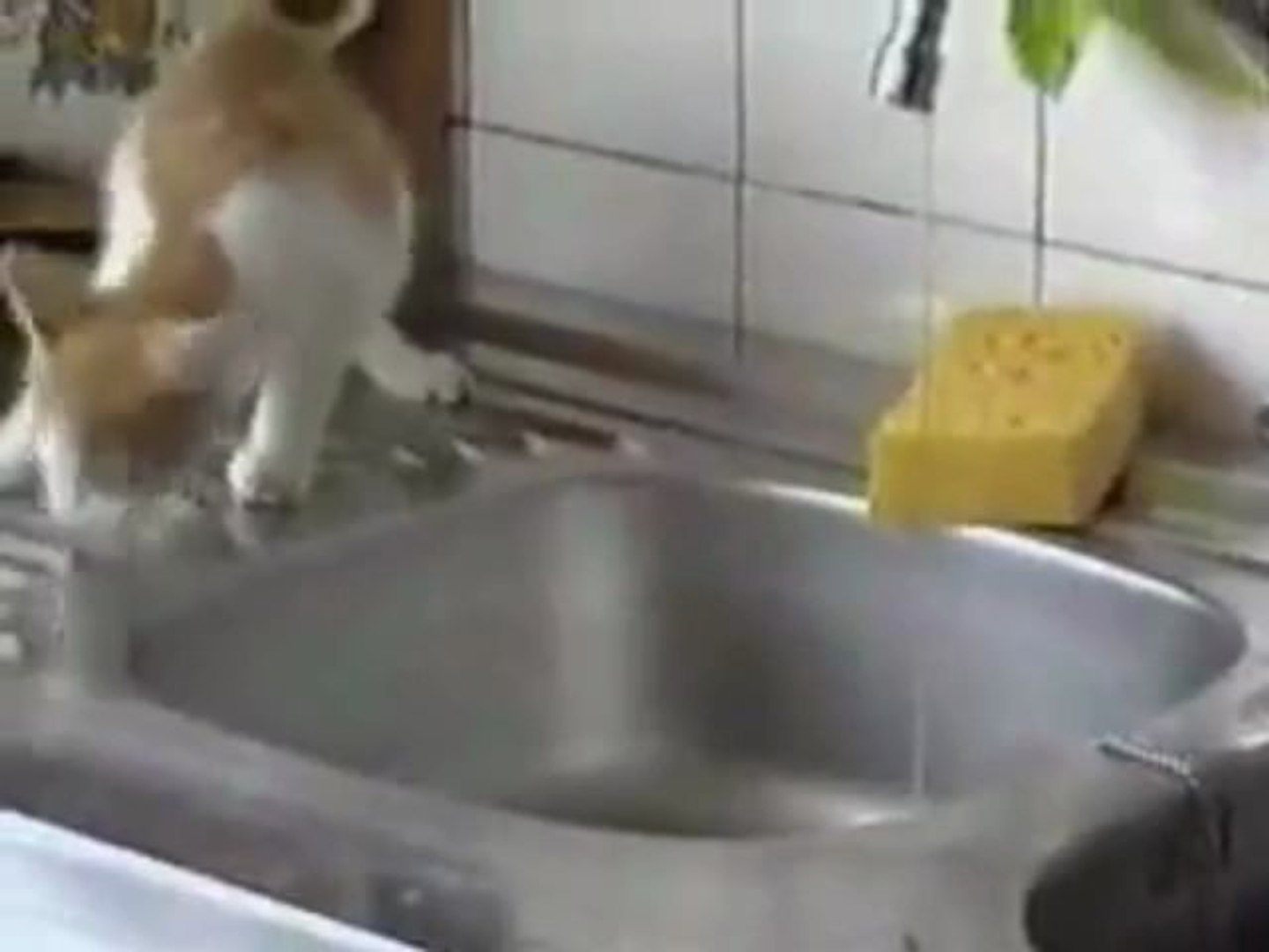 Chat Maladroit Video Dailymotion