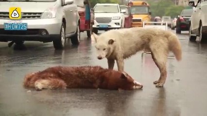 Heart breaking moment dog tries to wake up its dead friend