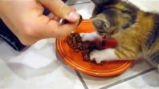 Ce chaton reçoit sa nourriture, mais lorsqu'il commence à manger, regardez bien sa réaction,elle est vraiment inattendue