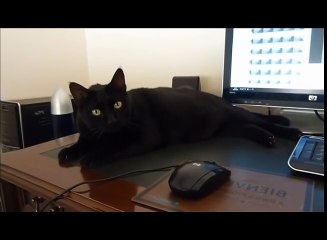 Funny Cats Compilation - Funny Cat Videos Ever- Funny Videos - Funny Animals Funny Animal Video0