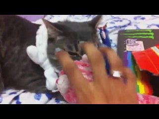 Funny Cats Compilation - Funny Cat Videos Ever- Funny Videos - Funny Animals Funny Animal Video1
