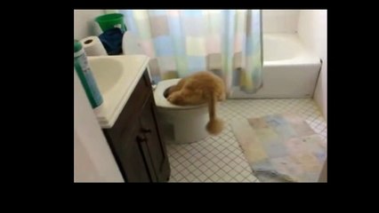 Funny Cats Video - Funny Cat Videos Ever- Funny Videos 2014 - Funny Animals Funny Animal Videos(2)