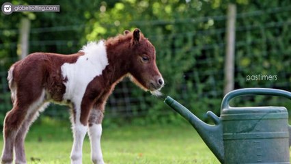 10 Horse Breeds You Didn't Know Existed