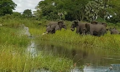 Sekawanan Gajah Bertarung Melawan Buaya