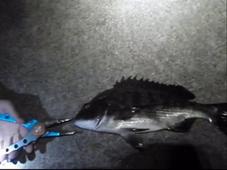 釣具のイヴ　西大分　新波止　フカセ釣り