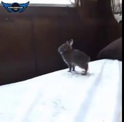 Zıplamayı Öğrenen Yavru Tavşan