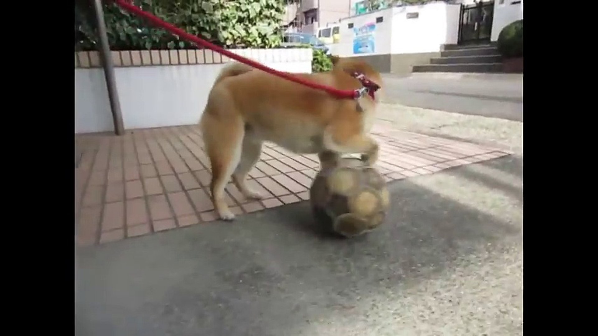 ⁣柴犬さくらの動画 『メッシ並！？天才サッカー犬現る。』