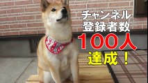 柴犬さくらの動画 『祝！チャンネル登録者100人達成！！～感謝～』