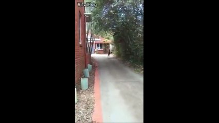 Ce kangourou est à la bourre... Ahaha