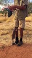 Ce bébé kangourou adore son coucouche panier... Adorable