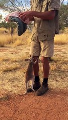 Ce bébé kangourou adore son coucouche panier... Adorable