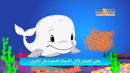 Let's Learn About Whales with Zaky (with Arabic Text)