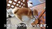 柴犬さくらの動画 『カンカン遊び！』