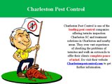 Check Termite Activity - Connect With Charleston Pest Control Company