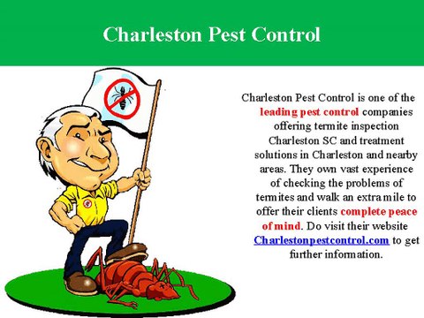 Check Termite Activity - Connect With Charleston Pest Control Company