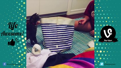 Try Not To Laugh Funny Animals Vines - Best Vine Compilation 2017 _ Funny Kids at the Zoo Edition