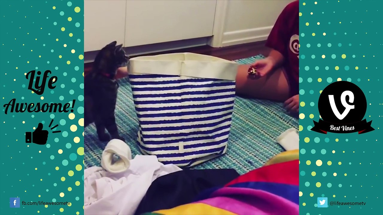 Try Not To Laugh Funny Animals Vines - Best Vine Compilation 2017 _ Funny Kids at the Zoo Edition