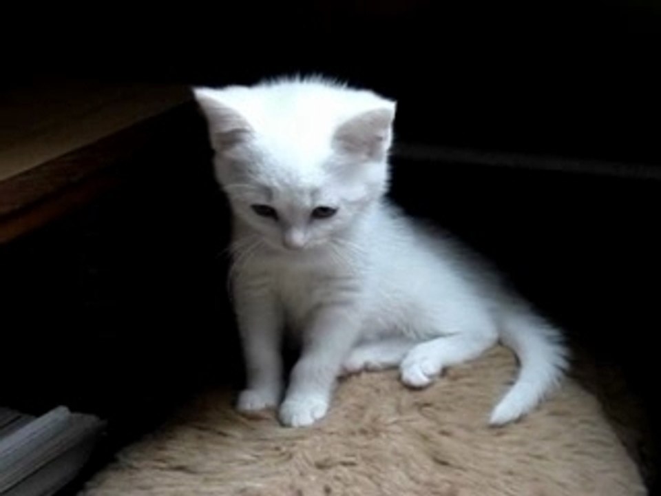 Mika