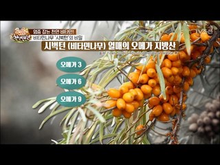 암 원인 ‘염증’잡는 비타민나무의 비밀 [슈퍼푸드의 비밀 천년만년2] 5회 20170219