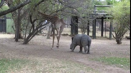 Zürafadan Gergedana Müthiş Tekme