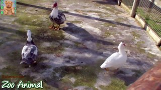 Funny Cute Ducks play the lakeside - Farmvid