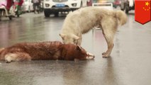 Loyal dog ties to revive friend run over on busy Chinese street