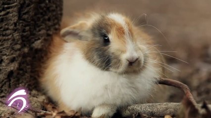 飯田祐巳もメロメロなふわふわうさぎ♪ (3)