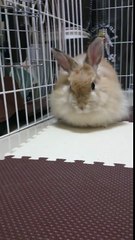 飯田祐巳もメロメロなふわふわうさぎ♪ (11)