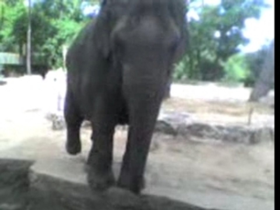 Elephant