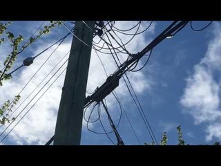 Silly Woodpecker Pecks at Electrical Box