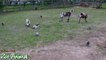 Happy goats in farm animals - Funni34534rewrwer