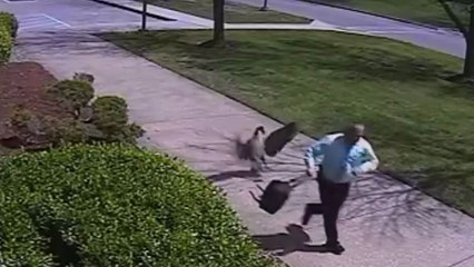 Un homme se fait attaquer par une oie en colère