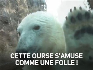 L'eau ? Nora, l'ourse polaire adore !