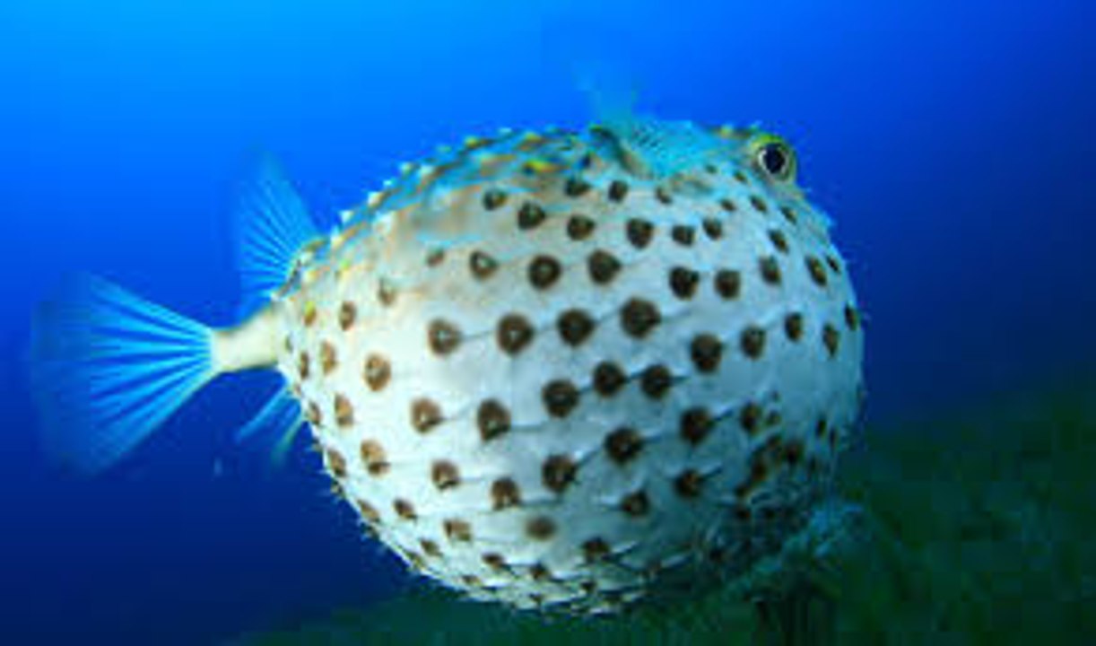 Amazing Fish Becomes Balloon || Never Seen Before || Must Watch