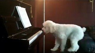 Dog Playing Piano and Singing || Never Seen Before || Amazing Must Watch