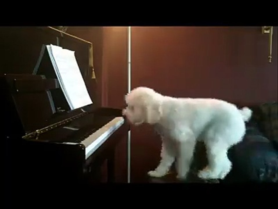 Dog Playing Piano and Singing || Never Seen Before || Amazing Must Watch