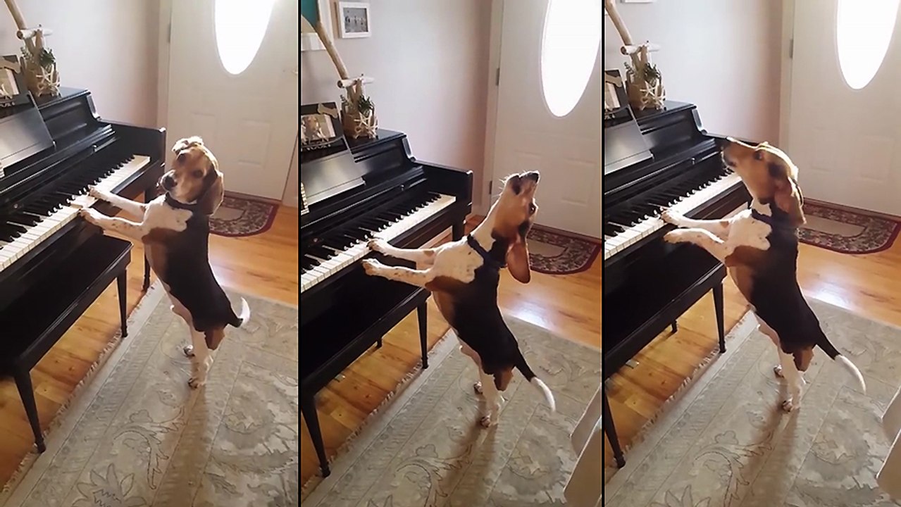Un chien musicien