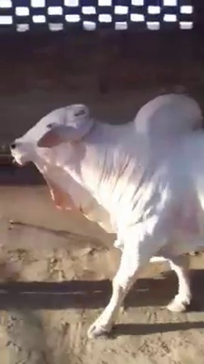 Beautiful white and Heavy Bull