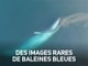 Des baleines bleues filmées par un drone