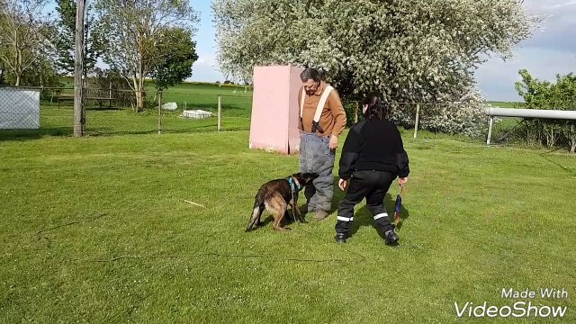 Thor débourrage mordant 6 mois. 4éme entraînement